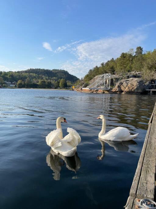 Leilighet Ved Sjoen Med Strand Lägenhet Porsgrunn Exteriör bild